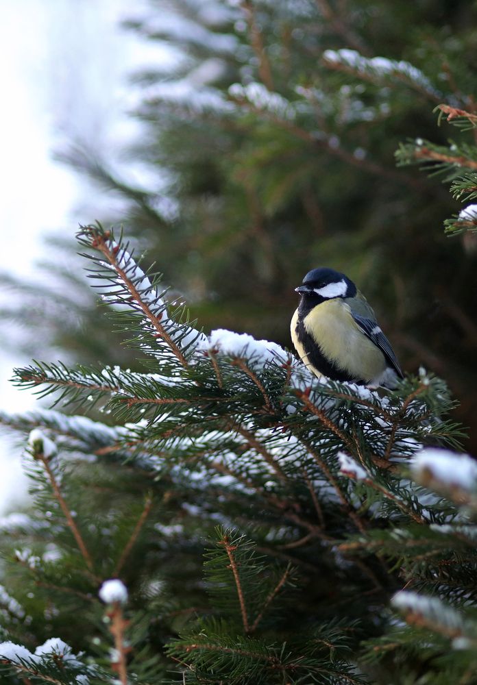 Фотография автора Ирина Муравьева