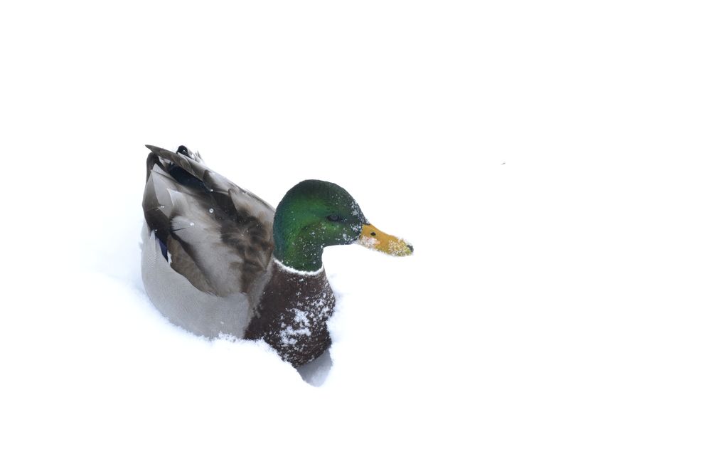 Photograph by Артем Великанов