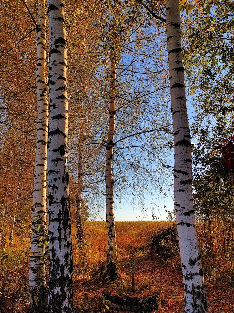 Photograph by Вячеслав Щёголев