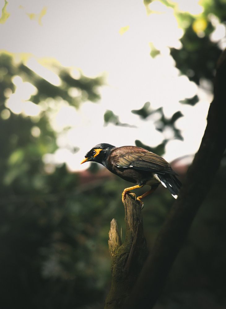 Photograph by Dewindu H. Fernando