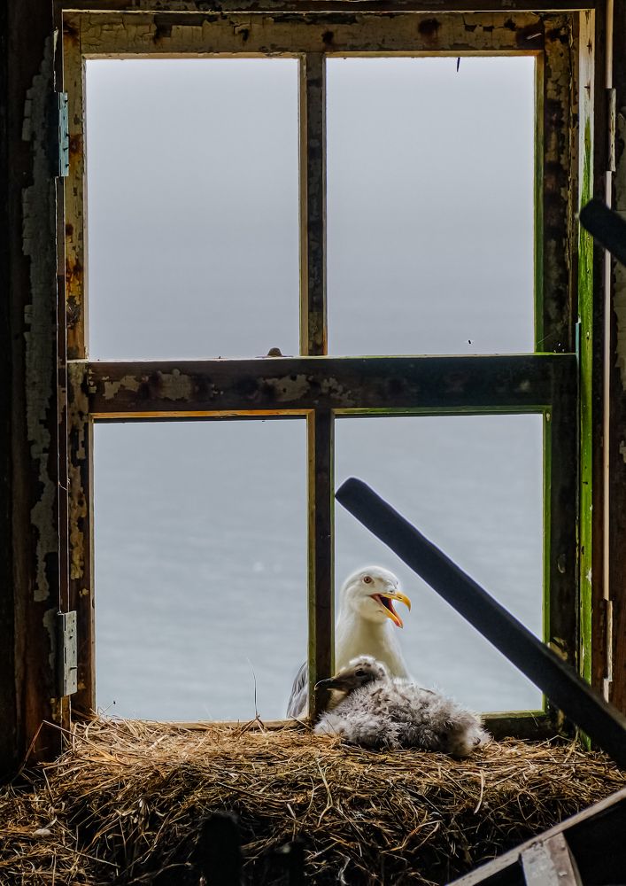 Photograph by Василий Арлашов