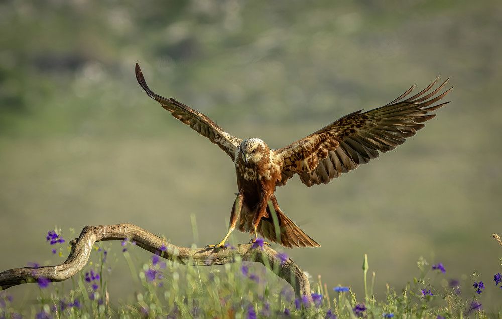 Photograph by Nikolay Stoyanov