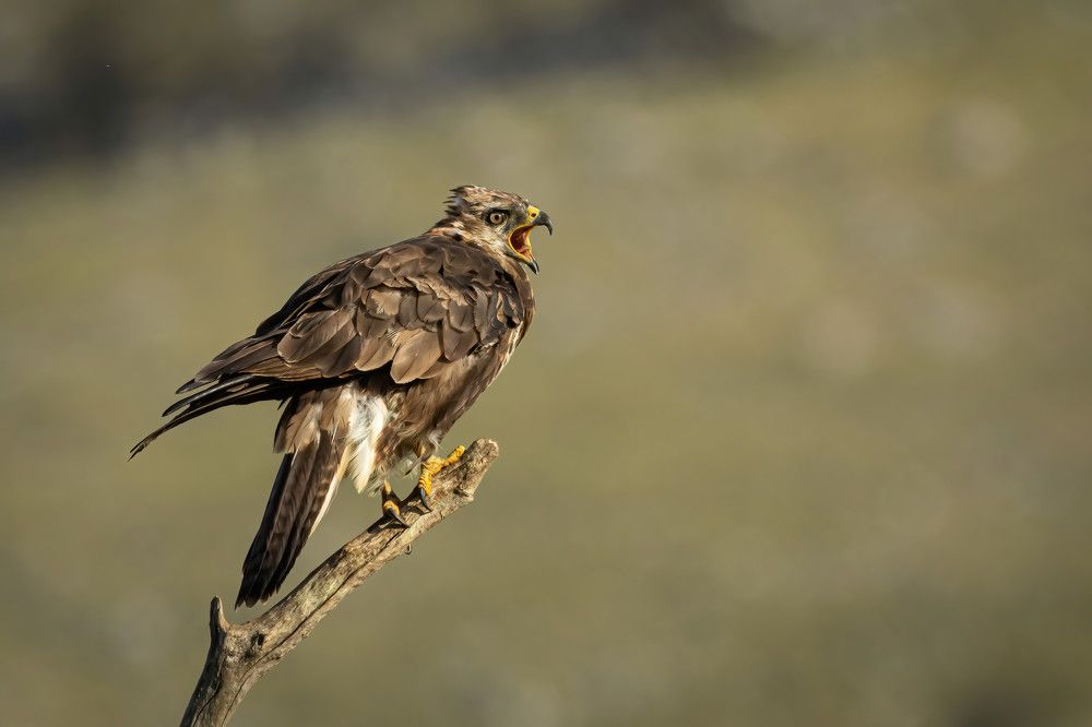 Photograph by Nikolay Stoyanov