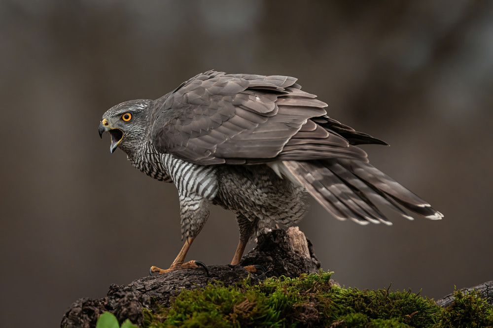 Photograph by Nikolay Stoyanov