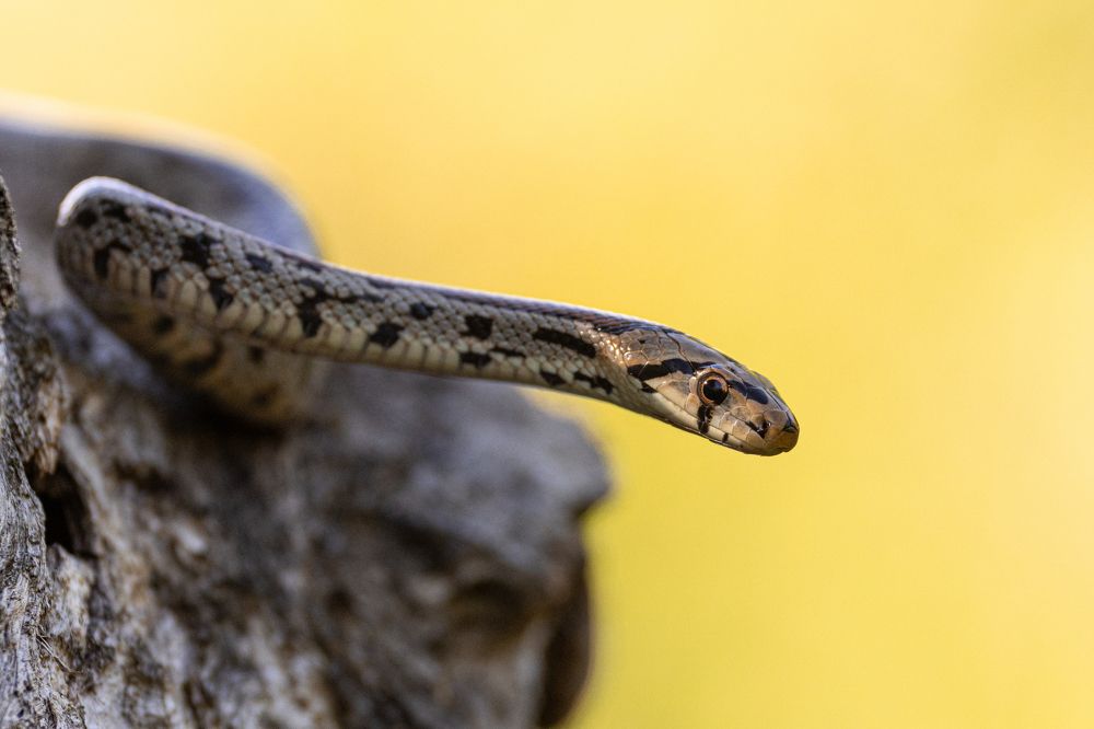 Photograph by Nikolay Stoyanov