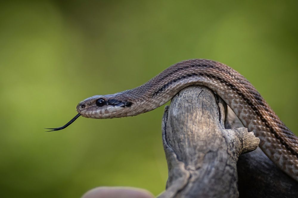 Photograph by Nikolay Stoyanov