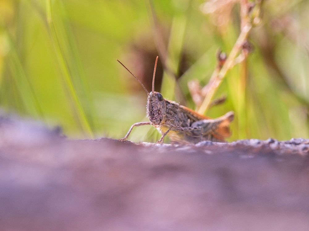 Фотография автора Jaroslav Hanzalík