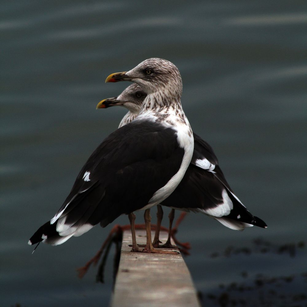 Photograph by Salih Aqeil