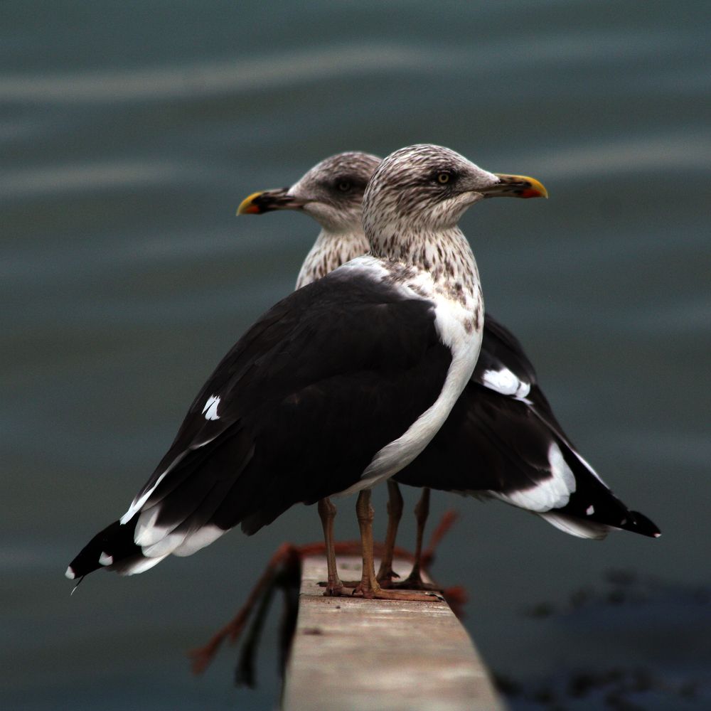 Photograph by Salih Aqeil