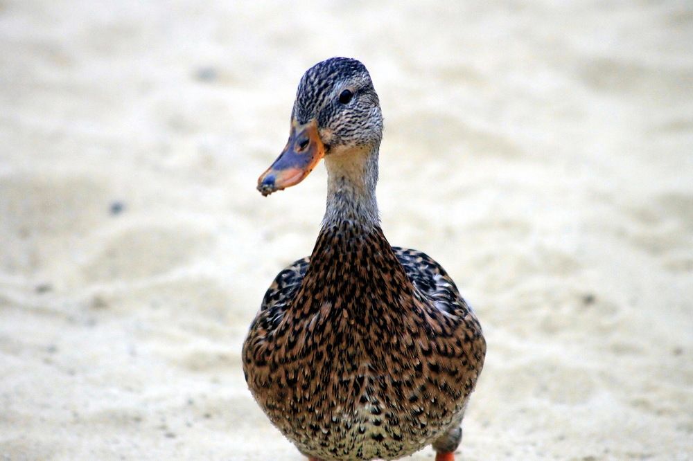 Photograph by Александр Гришин