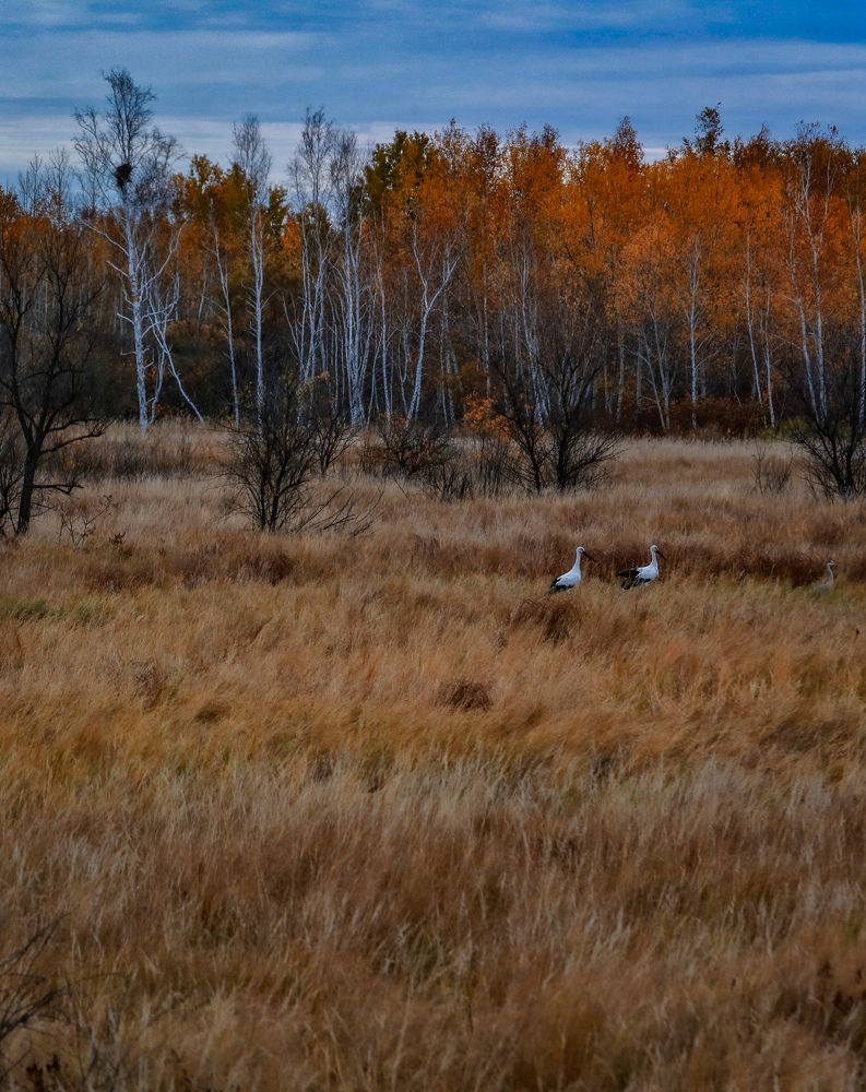 Photograph by Светлана Хамидулина