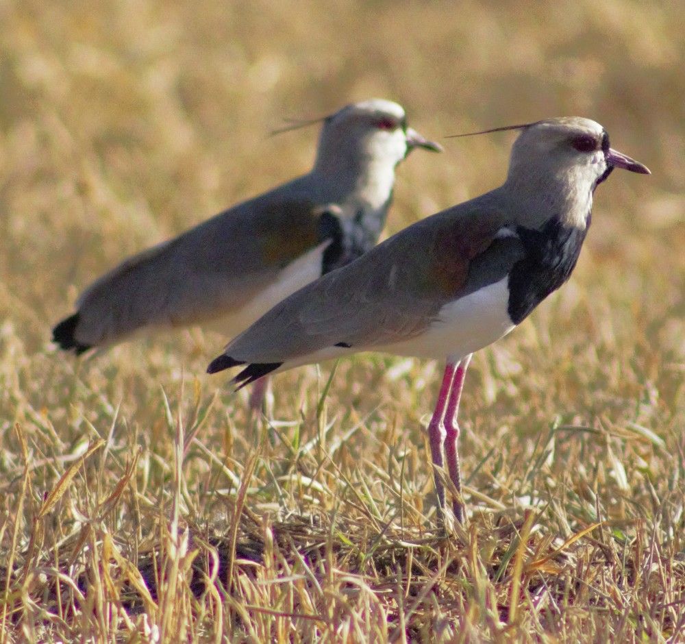 Photograph by Régis Santos