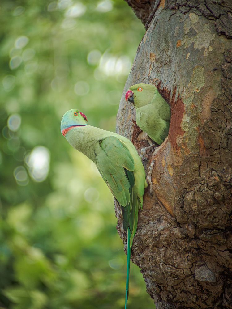 Photograph by Ирина Протченко