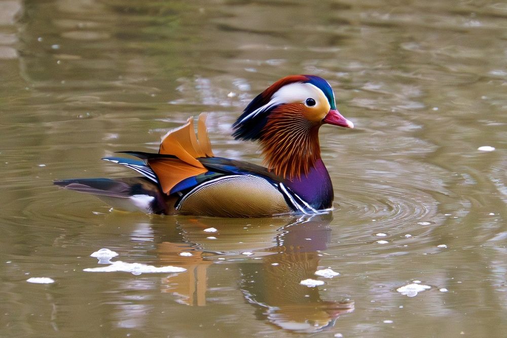 Мандаринка