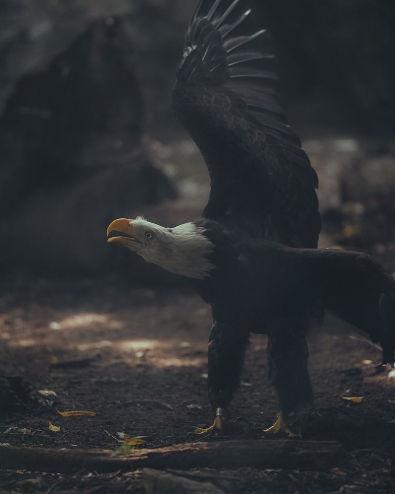Photograph by Эльмира Самойлова