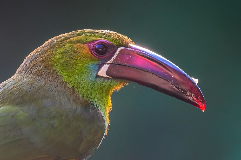 Фотография автора Jian Ma