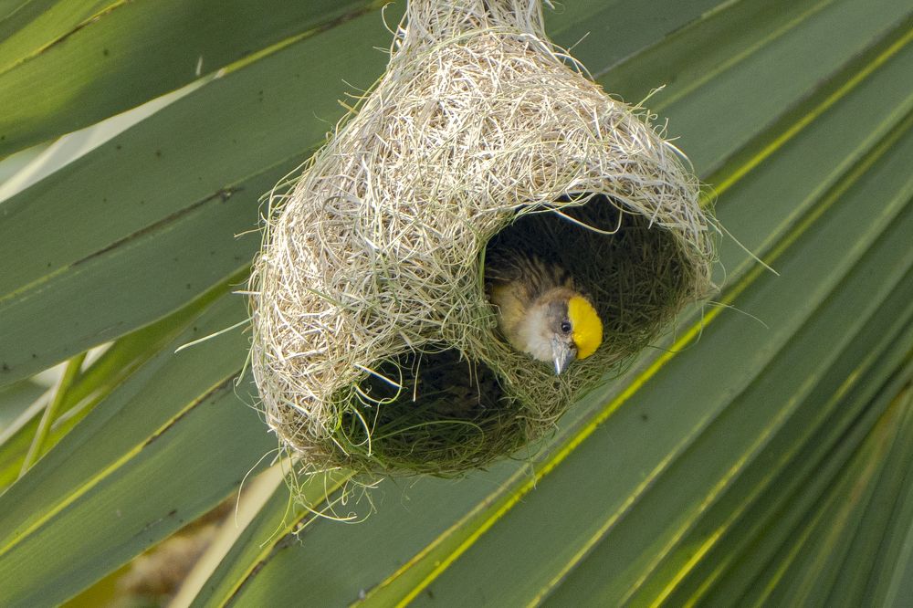 Photograph by  Md Shaheedul Alam