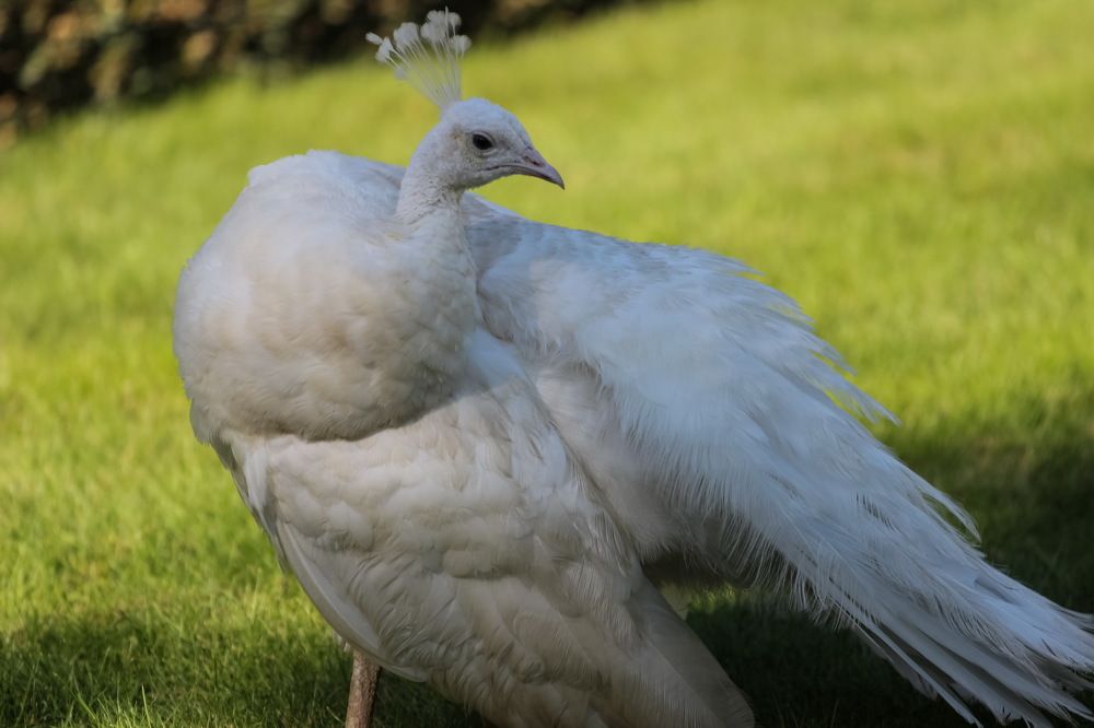 Photograph by KOREYSHA ILYA