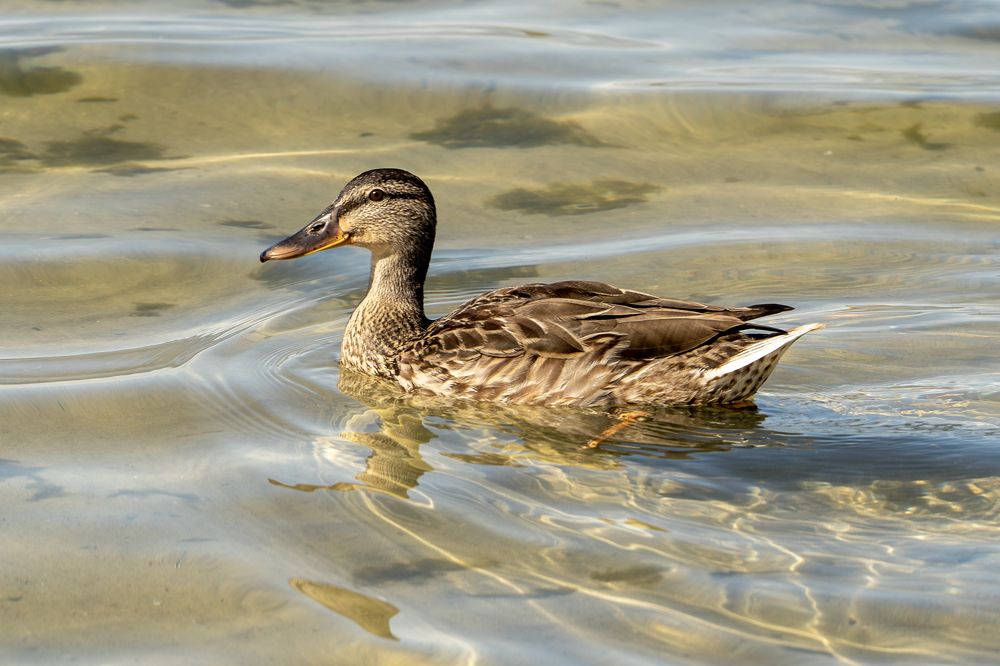 Photograph by Андрей Пучков