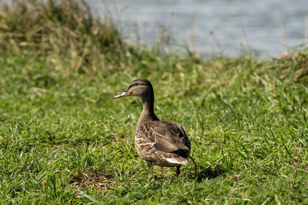 Photograph by Андрей Пучков