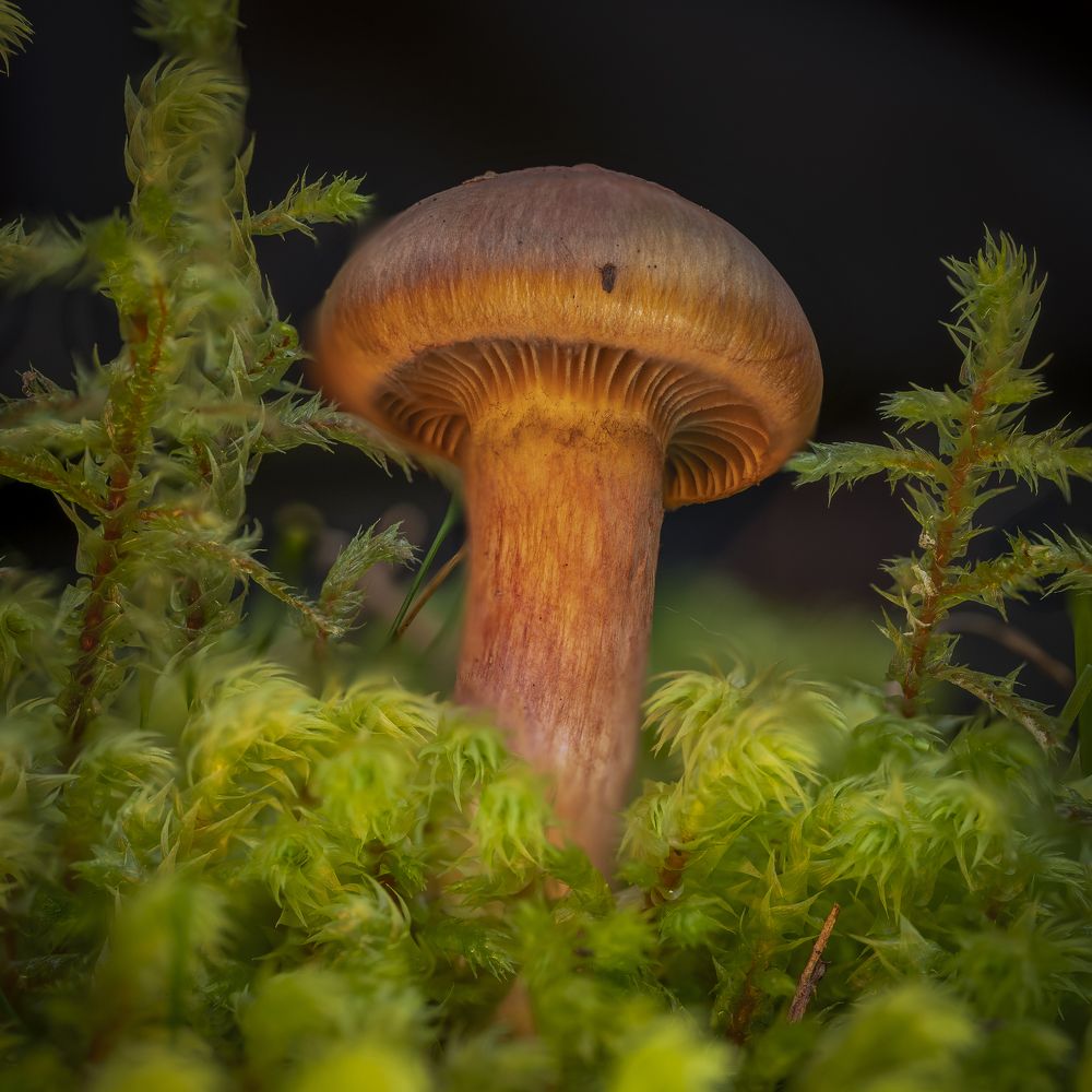 Photograph by Павел Олту