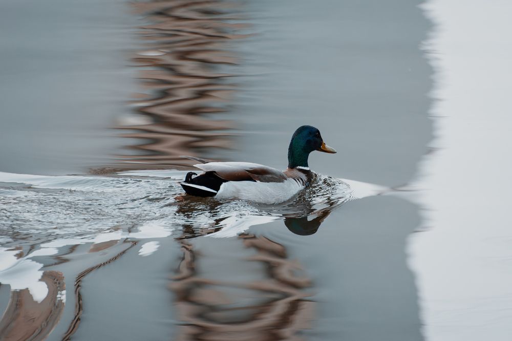 Photograph by Corey D