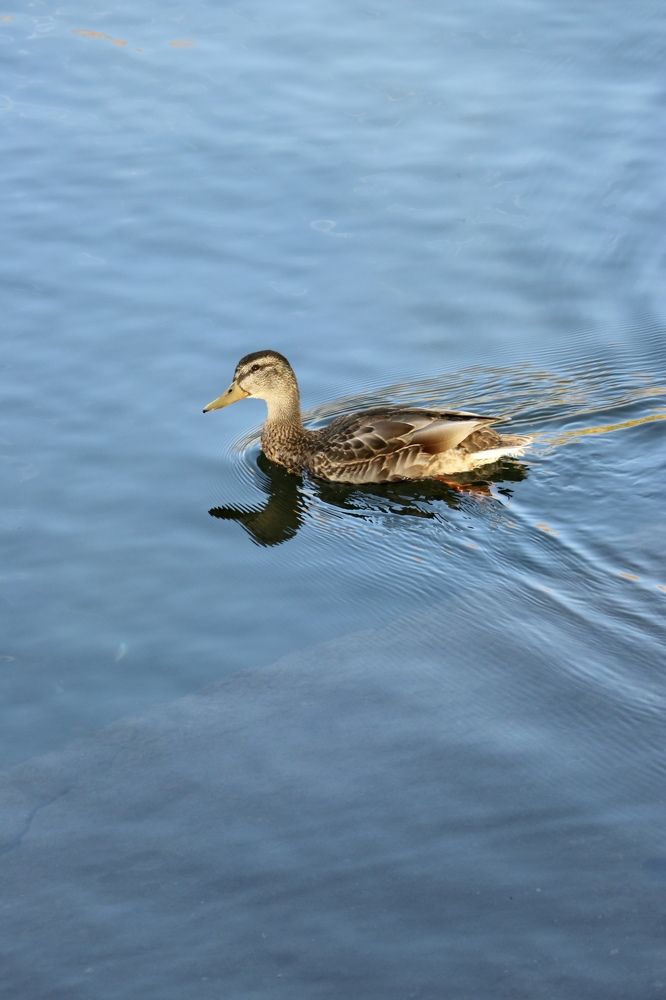 Photograph by Инна Шикуева