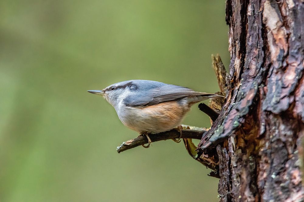 Photograph by Белевитин Михаил