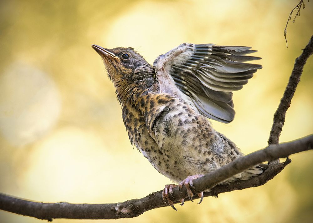 Слёток Дрозда