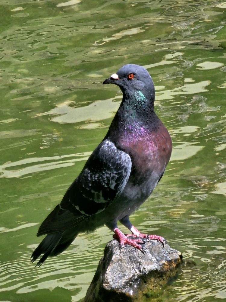 Фотография автора Oksana Podgorodetska