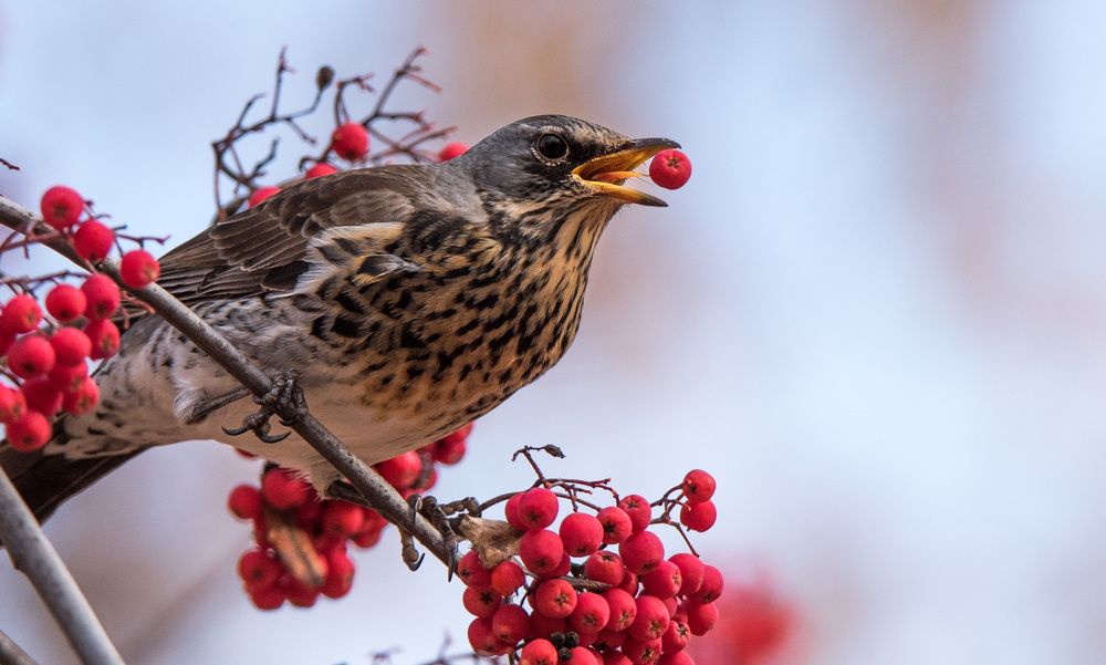 Photograph by Владимир Безбородов