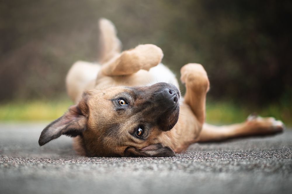 Фотография автора lucia saiz