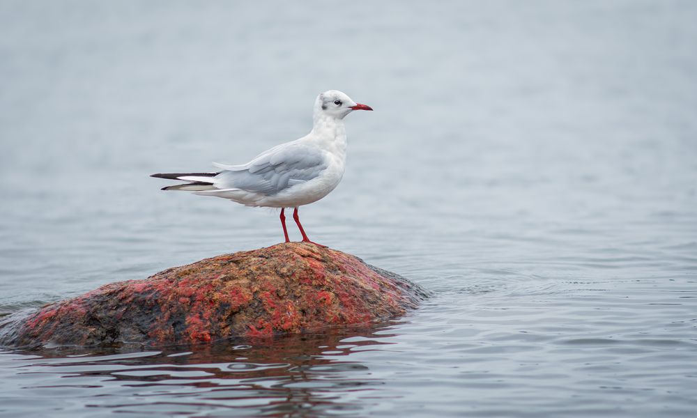 Photograph by Людмила Подольская