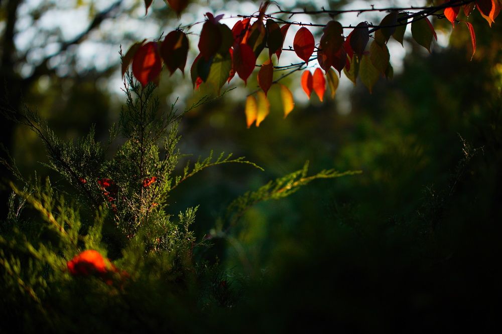 Photograph by Гусева Марина