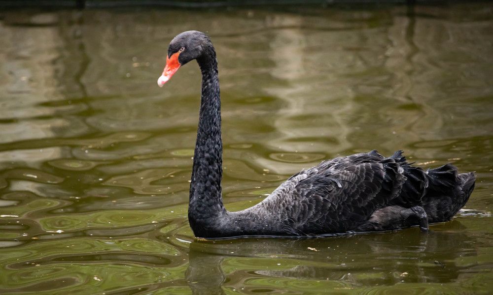 Фотография автора Екатерина Счасная