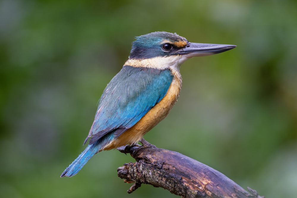 Photograph by Alexander Babych