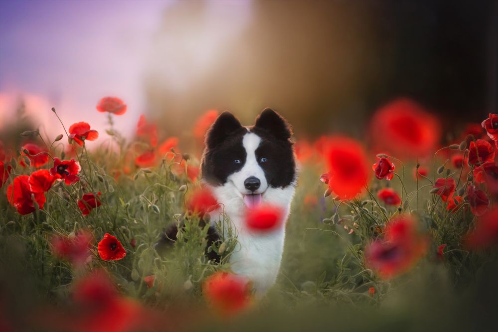 Photograph by Анна Григорьева