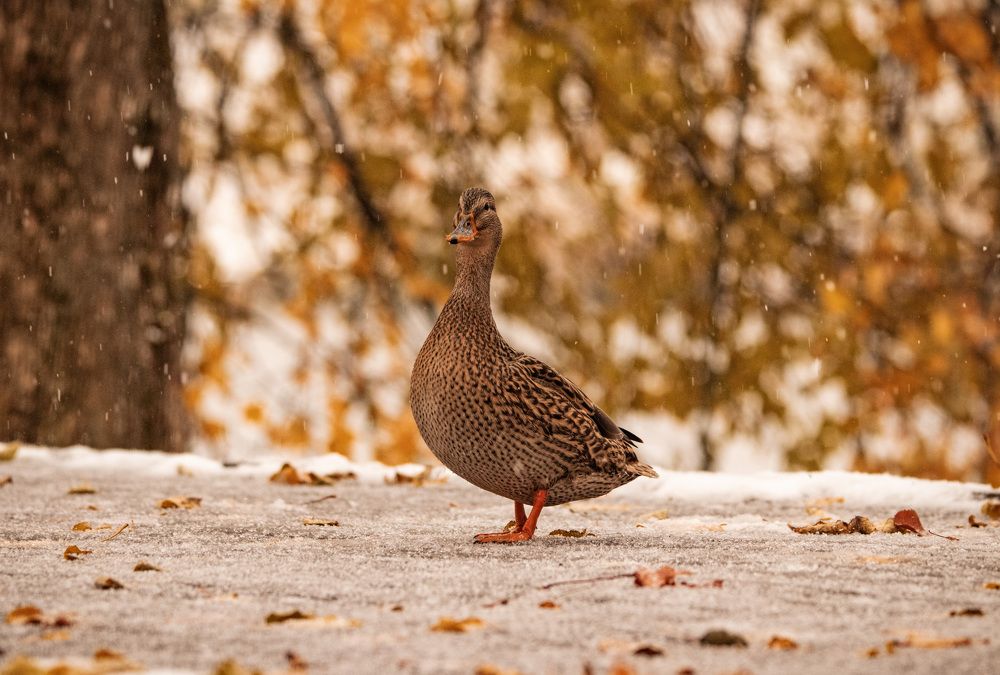 Photograph by Ольга Лобова