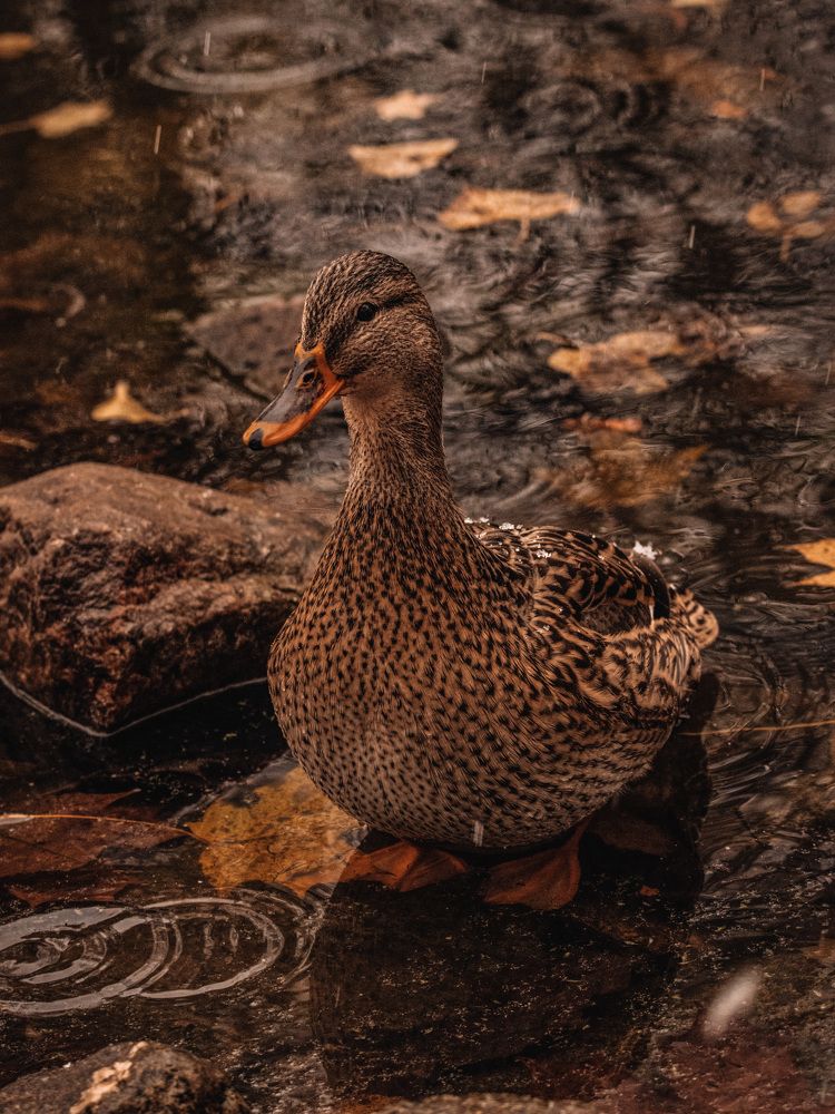 Photograph by Ольга Лобова