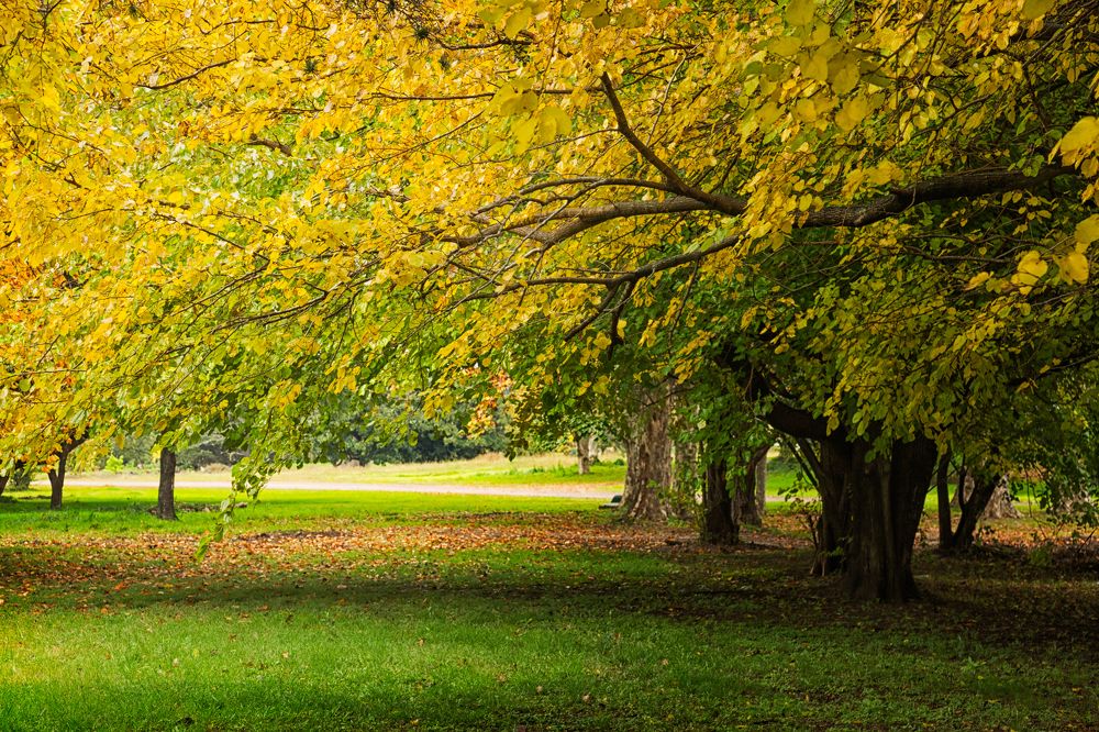 Фотография автора Carlos Gianoli