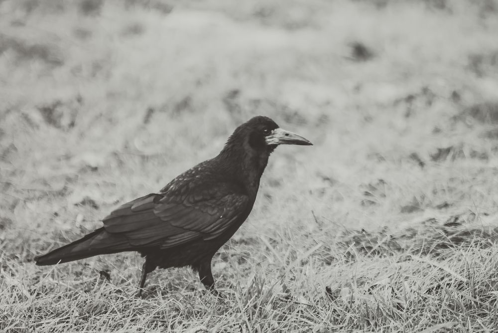 Photograph by Евгения Сенченко