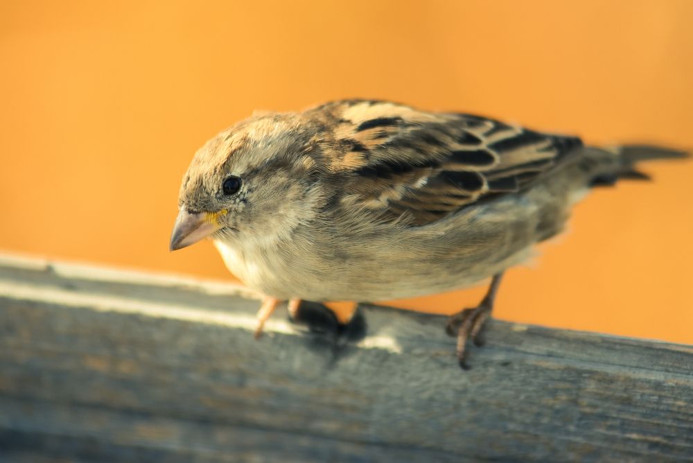 Photograph by Евгения Сенченко