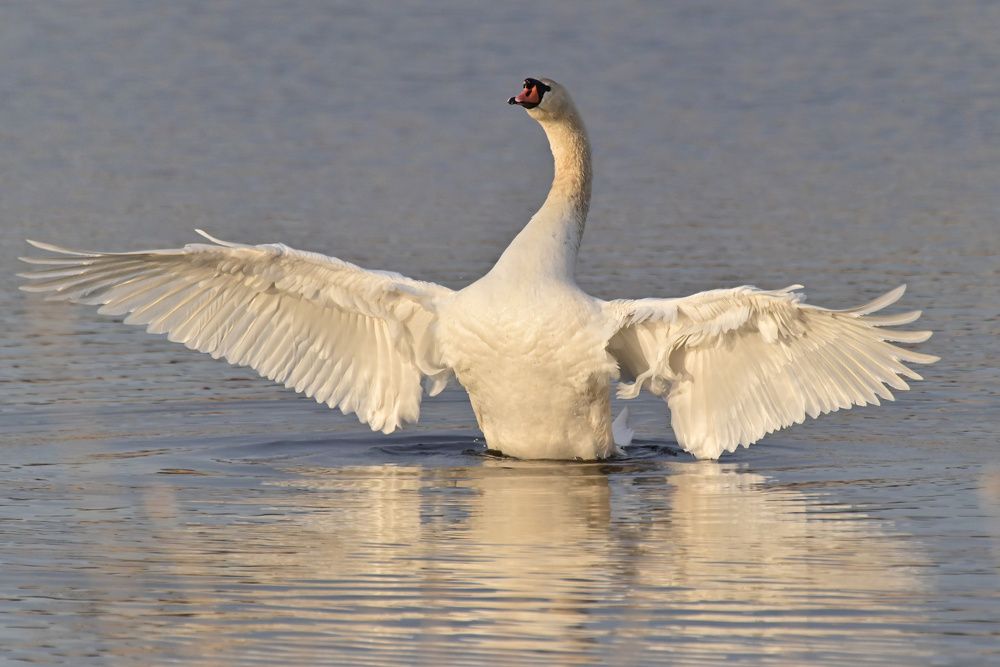 Photograph by Сергей Немцев