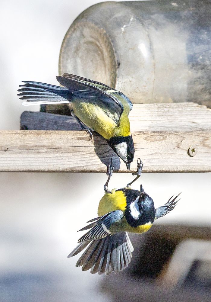 Photograph by Алексей Окунеев