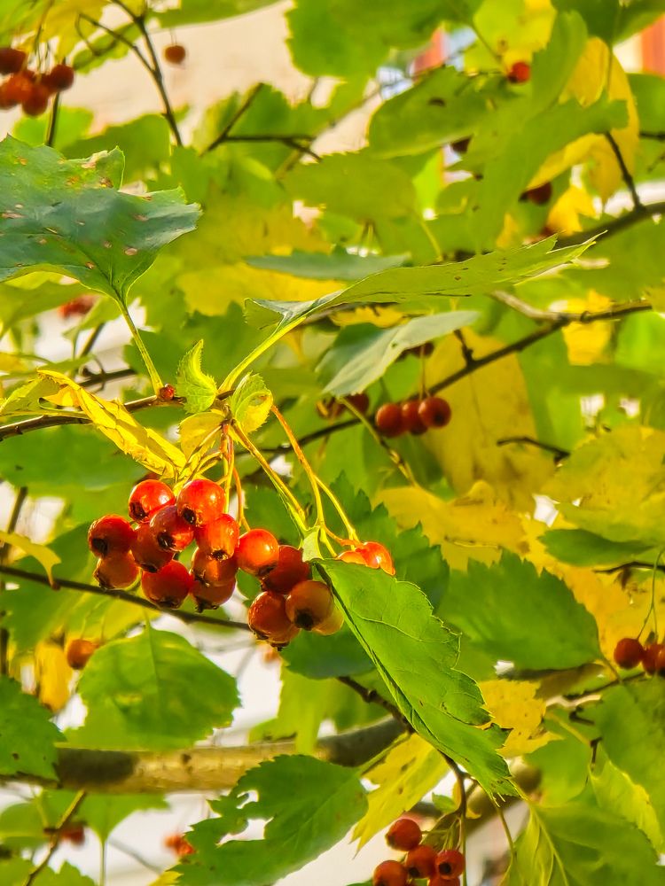 Фотография автора Максим Фролов