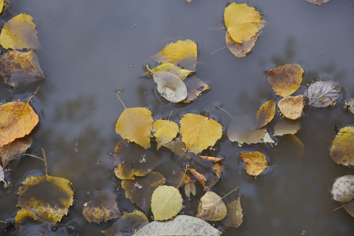 Photo #11092567