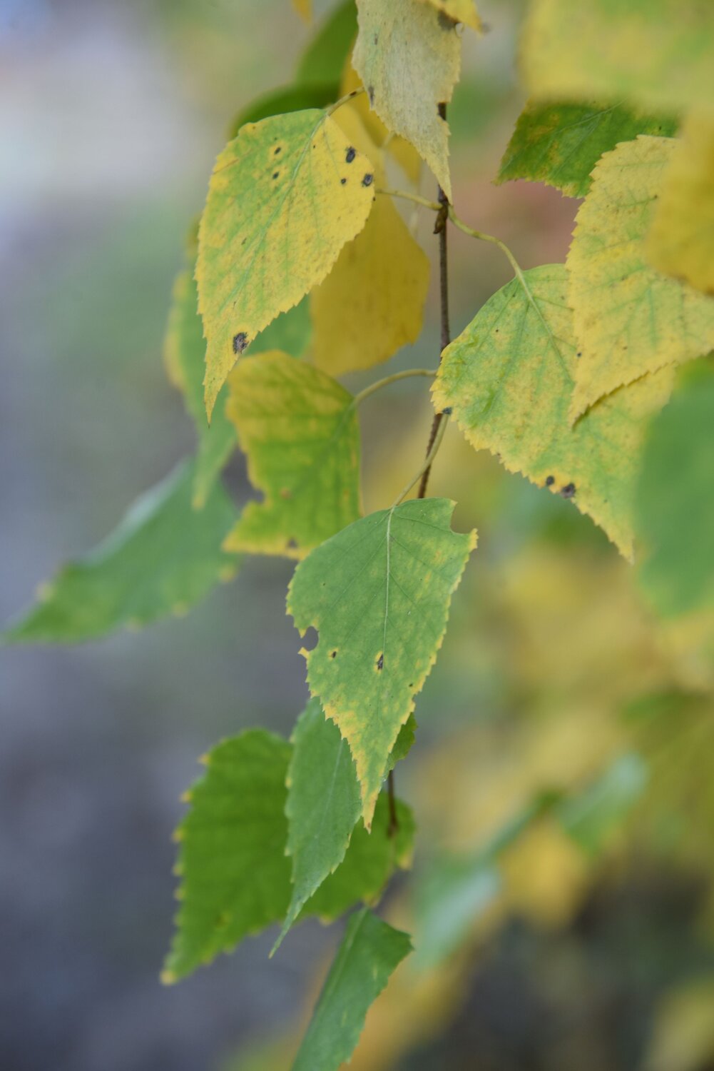 Photo #11092568