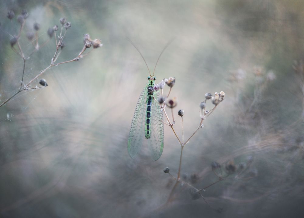 Серый минимализм