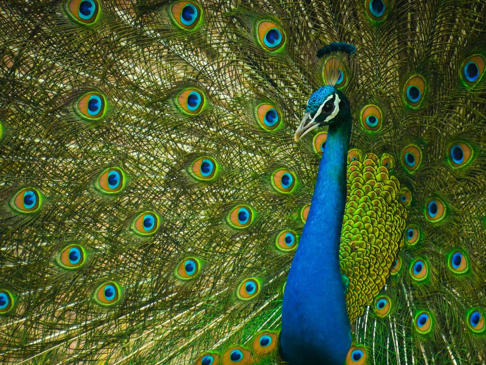 Photograph by Reyaansh Mittal