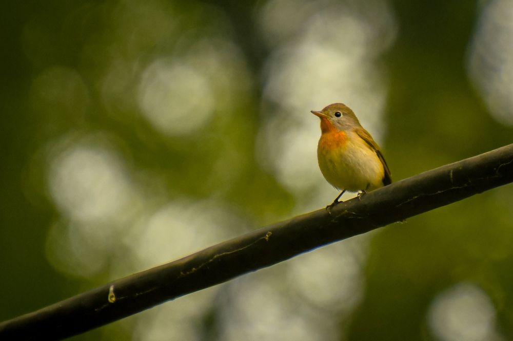 Photograph by Reyaansh Mittal